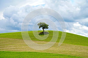 Lonely tree on a hill in Tuscany, Italy