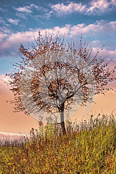 A lonely tree on a hill among yellow grass on a bright sky background with colorful clouds in the rays of the setting sun.