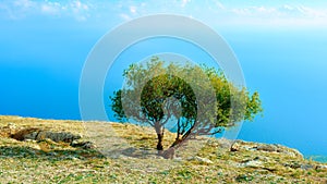 Lonely tree on the Ilyas Kaya mountain photo
