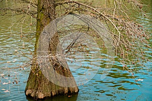 Lonely tree inside a lake