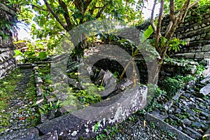 Lonely tree inside Nan Madol: walls, and moat made of large basalt slabs, overgrown ruins in jungle, Pohnpei, Micronesia, Oceania.