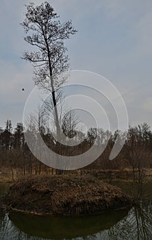 A lonely tree on an island in the middle of a lake against a blue sky with a bird flying by.