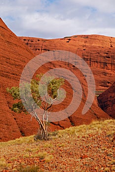 Lonely tree in Kata Tjuta (the Olgas) photo