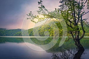 Lonely tree in the lake at sunrise, Plitvice lakes, Croatia