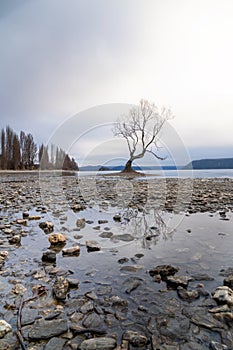 The lonely tree at Lake Wanaka with misty background, New Zealand