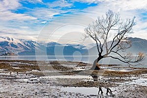 The lonely tree in Lake Wanaka, New Zealand photo
