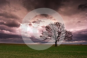 Lonely Tree Landscape