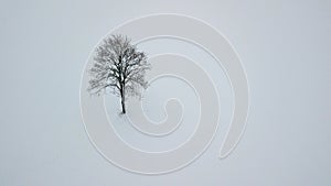 Lonely tree landscape on winter snowy field. Aerial drone photography