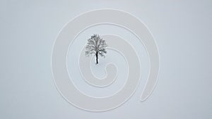 Lonely tree landscape on winter snowy field. Aerial drone photography