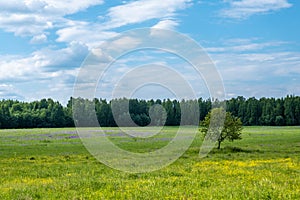 A lonely tree in a large field with yellow, purple and white flowers