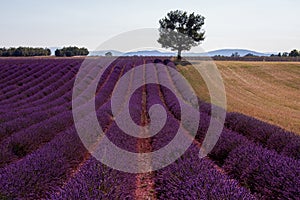 Lonely tree at lavender field