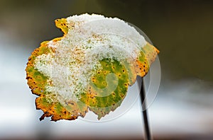Lonely tree leaf covered with snow in winter