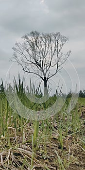 lonely tree without leaves in the field