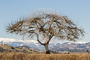 A lonely tree without leaves on a green hill, with snow-capped mountains and a blue sky in the background.