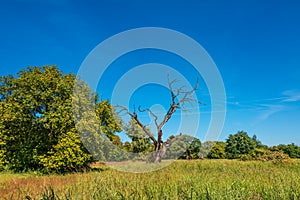 Lonely tree and like savanna landscape, gorgeous nature in Germany