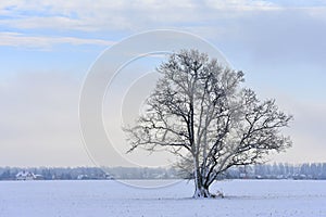 Lonely tree .Lithuania winter .