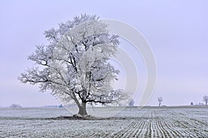 Lonely tree .Lithuania winter .