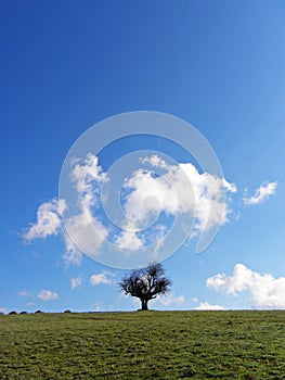 Lonely tree, the lonesome tree in green mountain field