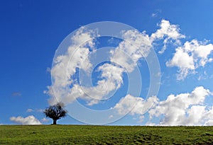 Lonely tree, the lonesome tree in green mountain field