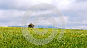 Lonely tree, the lonesome tree in green mountain field