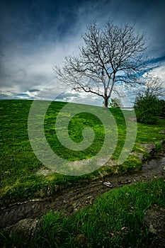 Lonely Tree on Lush, Grassy Hill.