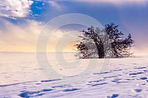 Lonely tree in a magical winter landscape with snow and dramatic sky