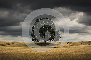 Lonely tree in a Masurian field and storm clouds