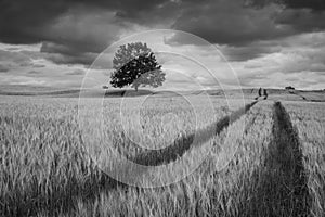 Lonely tree in a Masurian field and storm clouds