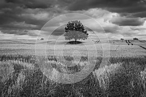 Lonely tree in a Masurian field and storm clouds