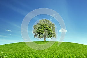 Lonely tree at the meadow