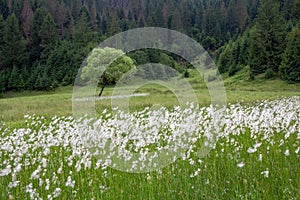 Lonely tree in a meadow with flowering narrow leaved cotton grass, summer background