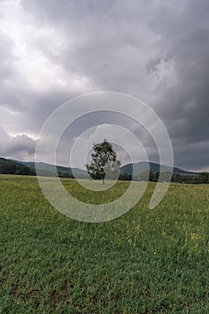 Lonely tree in a meadow with mountain range