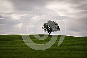 Lonely Tree on a Meadow with moving clouds
