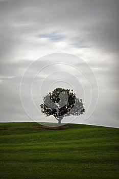 Lonely Tree on a Meadow with moving clouds