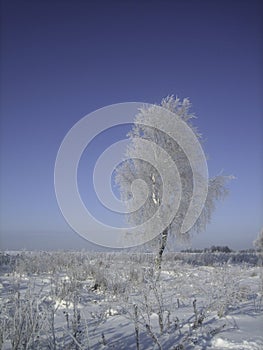 A lonely tree in the middle of a field on a frosty winter day. The branches of the tree are richly covered with frost that