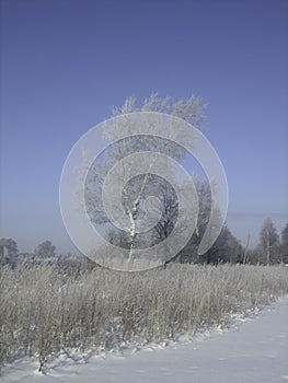 A lonely tree in the middle of a field on a frosty winter day. The branches of the tree are richly covered with frost that