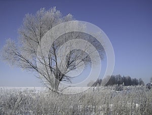 A lonely tree in the middle of a field on a frosty winter day. The branches of the tree are richly covered with frost that