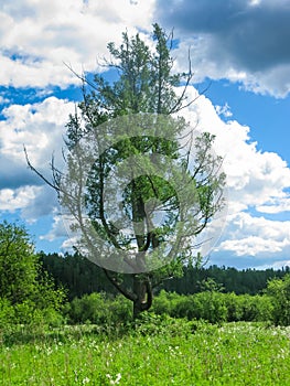 Lonely tree in the middle of a field in the natural park Olenyi brooks in the Sverdlovsk region