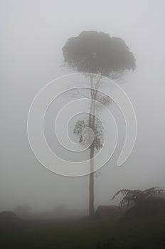 Lonely tree in the middle of the fog