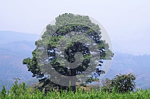 Lonely tree in the middle of a Honduras forest