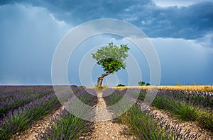 Lonely tree in the middle of a lavender field with a beautiful stormy dramatic sky.