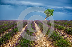 Lonely tree in the middle of a lavender field with a beautiful stormy dramatic sky.