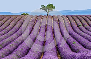 Lonely tree in the middle of a lavender field.