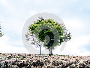 lonely tree in the middle of mountain meadows