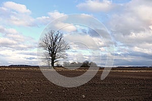 A lonely tree in the middle of plowed field.