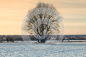 Lonely tree in middle of snowed field