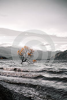 lonely tree in the middle of the violent and strong waters of the huge lake near the rocky mountains on a cloudy day