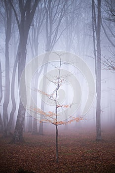 Lonely tree in misty forest