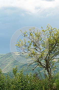 Lonely tree in misty hills