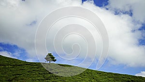 Lonely tree on the mountain at beautiful landscape of tea plantation with dramatic clound and blue sky